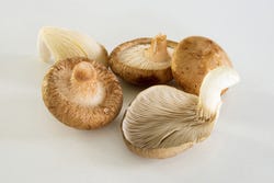 Shiitake en een oesterzwam