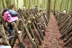 Traditionele shiitakekwekerij Traditionele shiitakekwekerij