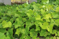 Veldje met kudzu Veldje met kudzu