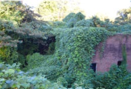 Woning overwoekerd met kudzu Woning overwoekerd met kudzu