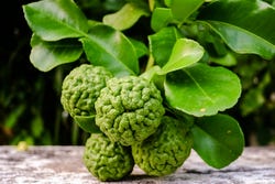 Plant met gerimpelde bergamot vruchtjes Plant met gerimpelde bergamot vruchtjes