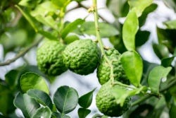 Frisgroene bergamotvruchten aan de boom Frisgroene bergamotvruchten aan de boom