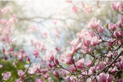 Magnoliaboom met prachtige roze bloemen Magnoliaboom met prachtige roze bloemen