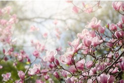 Magnoliaboom met prachtige roze bloemen