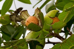 Juglans regia (gewone walnoot) in de boom Juglans regia (gewone walnoot) in de boom
