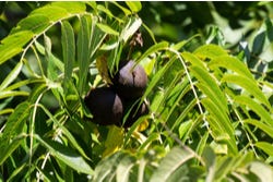 Juglans nigra (Zwarte walnoot) aan de boom Juglans nigra (Zwarte walnoot) aan de boom