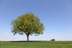 Walnotenboom in weids landschap Walnotenboom in weids landschap