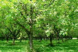 Walnootplantage Walnootplantage