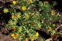 Saffloerplant in de tuin Saffloerplant in de tuin