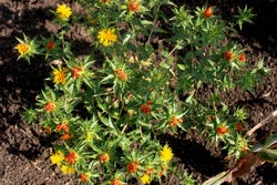 Saffloerplant in de tuin