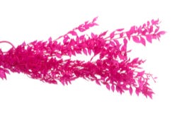 Fuchsiaroze geverfde muizendoorn tak Fuchsiaroze geverfde muizendoorn tak