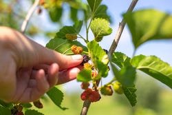 Eigen moerbeiboom Eigen moerbeiboom