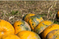 Pompoenen uit Oostenrijk Pompoenen uit Oostenrijk