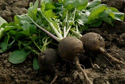 Bosje zwarte radijzen Bosje zwarte radijzen