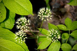 Sarsaparilla met kleine bloemetjes Sarsaparilla met kleine bloemetjes