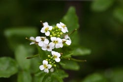 Waterkers met kleine, witte bloemetjes