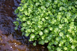 Waterkers langs stromend water Waterkers langs stromend water