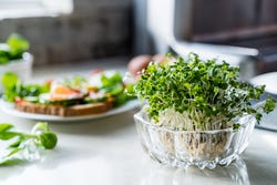 Schaaltje zelfgekweekte waterkers Schaaltje zelfgekweekte waterkers