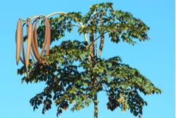Indiase trompetboom (Oroxylum indicum)