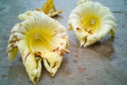 De matgele bloemen van de Indiase trompetboom De matgele bloemen van de Indiase trompetboom
