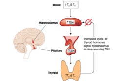 T4 wordt omgezet naar T3. TSH wordt door de hersenen aangemaakt