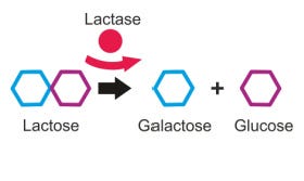 Lactase-enzym