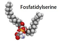 Molecule van fosfatidylserine Molecule van fosfatidylserine