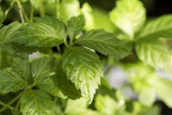 Frisgroene blaadjes van de gynostemma pentaphyllym Frisgroene blaadjes van de gynostemma pentaphyllym