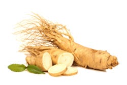 Panax ginseng Panax ginseng