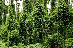 De plant Dioscorea villosa De plant Dioscorea villosa