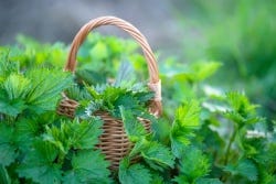 Frisgroene brandnetels en rieten mandje Frisgroene brandnetels en rieten mandje