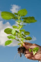 Hand met een gewortelde brandnetel Hand met een gewortelde brandnetel
