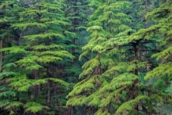 De Poria cocos houdt van dennenbomen De Poria cocos houdt van dennenbomen