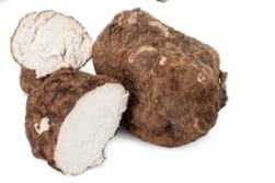 Poria cocos Poria cocos