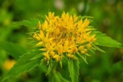 Rhodiola