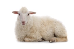 Vitamine D wordt vaak gewonnen uit de lanoline van de schapenvacht