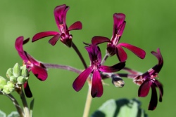 Pelargonium sidoides bloem