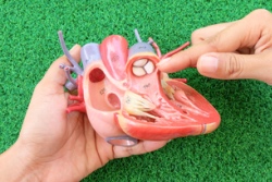 Iemand legt uit hoe het hart werkt