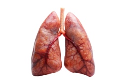 Gezonde, menselijke longen