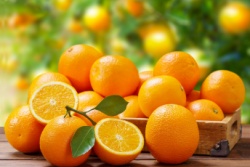 Grote verzameling sinaasappels