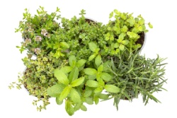 Verzameling mediterrane kruiden