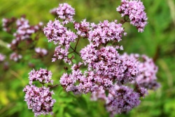 Wilde oregano in bloei