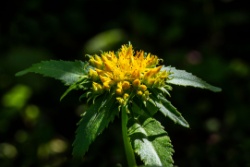 Rhodiola rosea bloem