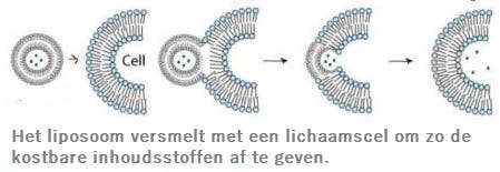 Afbeelding liposoom