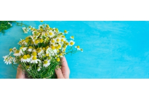 Een bosje kamillebloemen