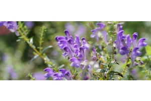 Scutellaria
