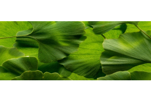 Ginkgo biloba bladeren