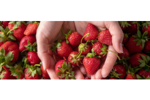 Vrouw met handjevol aardbeien