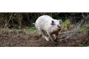 Wat is gezonde voeding?