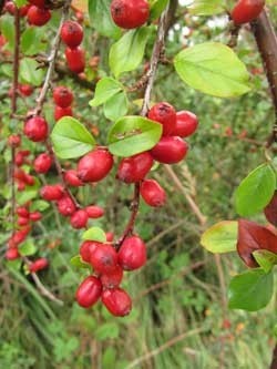 Berberine